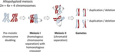 Homoeologous Exchanges, Segmental Allopolyploidy, and Polyploid Genome Evolution